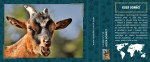 koza-domaci-22995