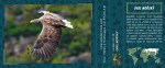 orel-morsky-23080